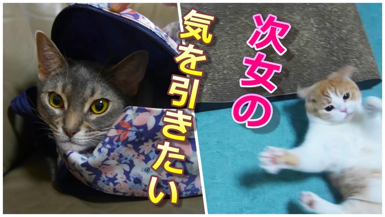 なんとかして次女の気を引きたい猫と猫【スコティッシュフォールド】【アビシニアン】