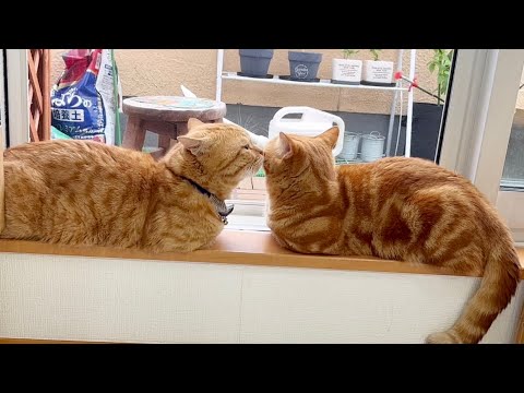 親子で仲良くニャルソック！キャッツアイも参上しました #猫 #マンチカン