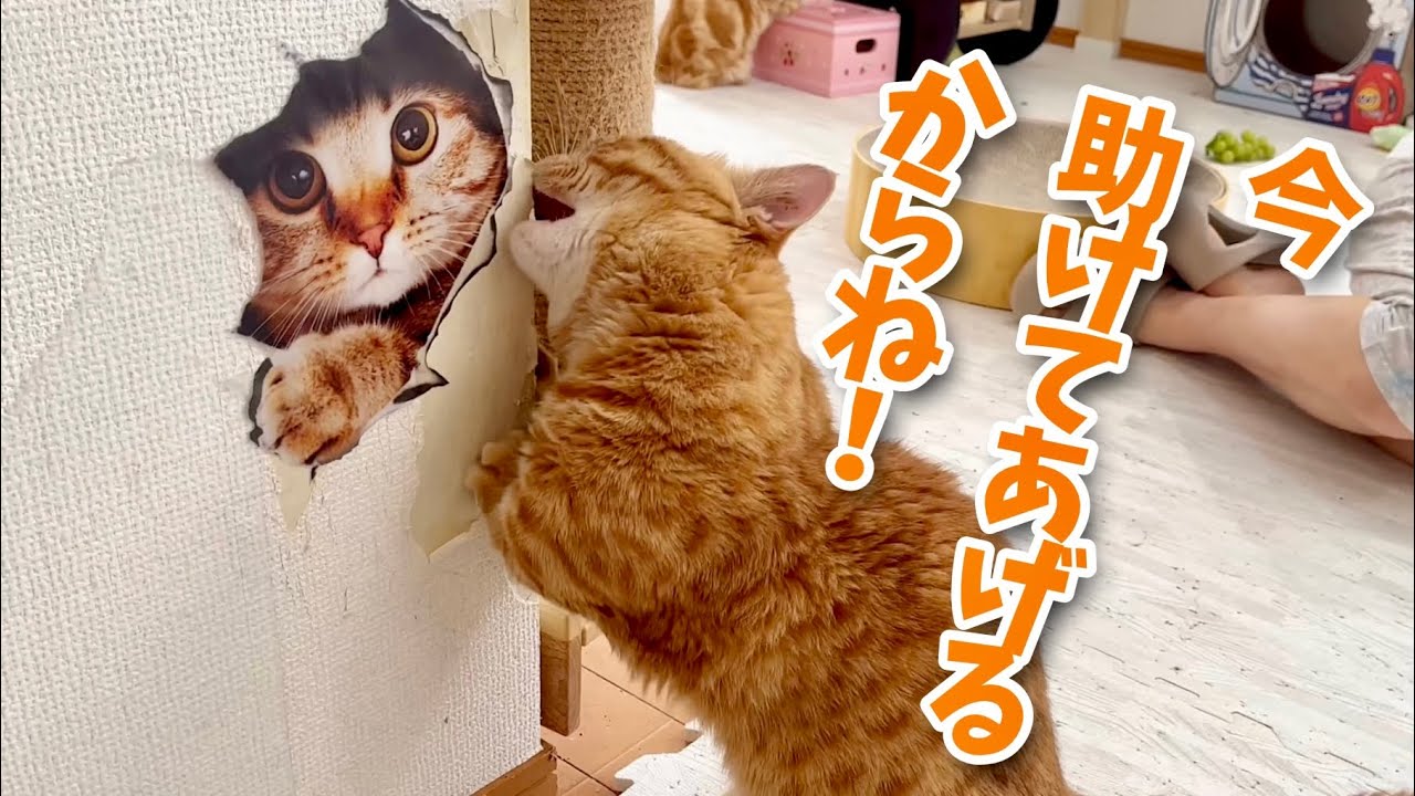 爪研ぎ防止の為、壁にトリックアートのシールを貼ってみたら...！ #猫 #マンチカン