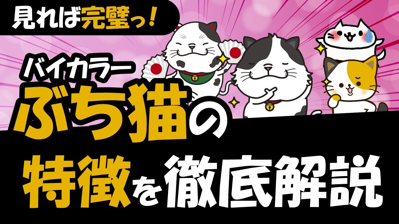 ぶち猫（バイカラー）の模様の種類、性格や特徴やぶち猫になる理由も解説！