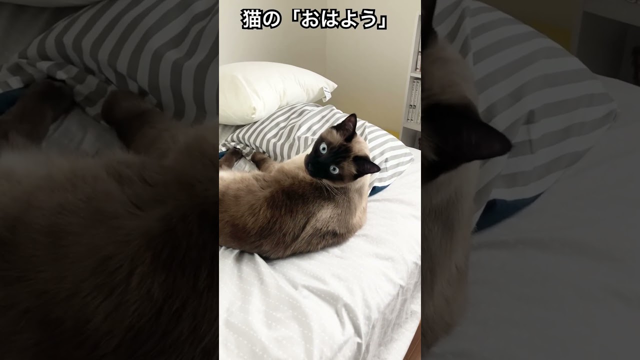 【シャム猫】たぶんおはようと言われたので挨拶がわりに頭をクシャクシャにしてやった