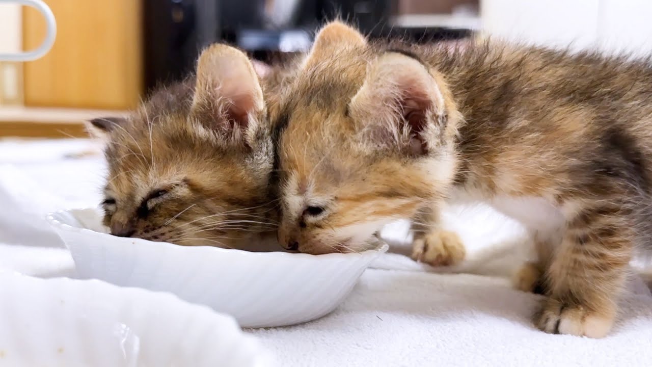 怖がりでずっとご飯を食べてくれなかった子猫。でも病院が終わった後に…