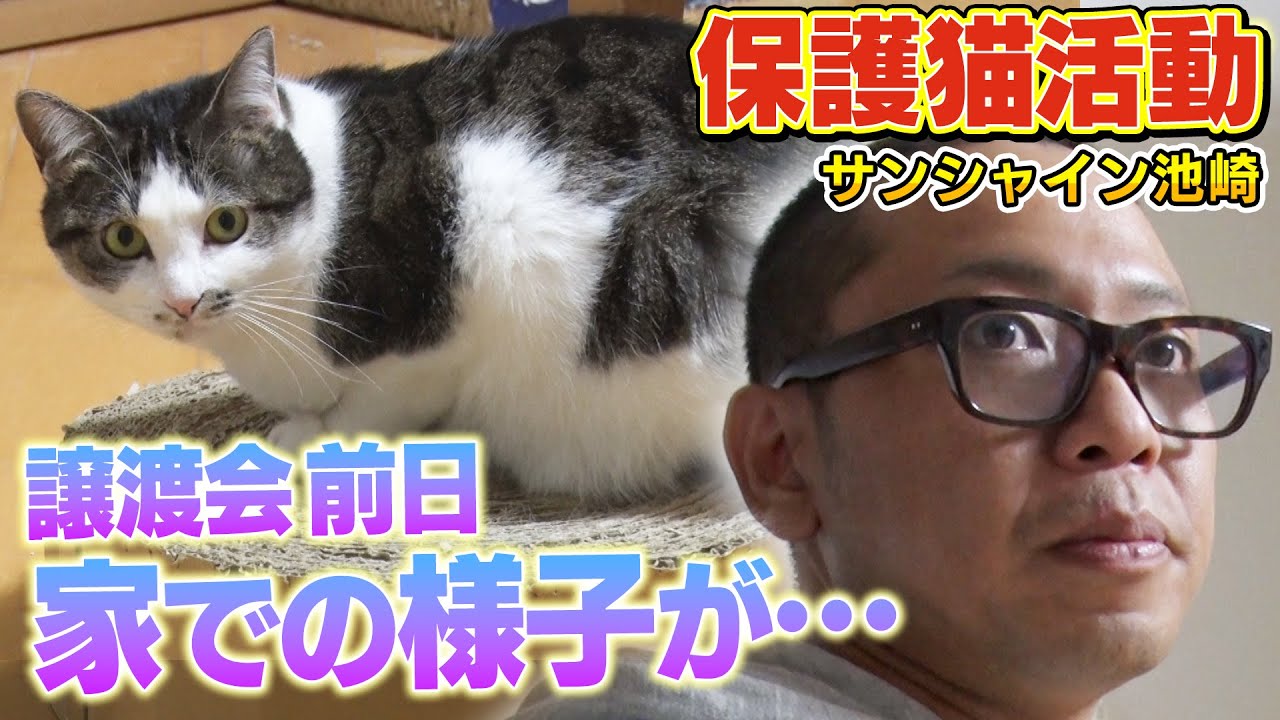 【保護猫活動】遂に譲渡会前日！池崎家でのりしおと過ごす最後の時間になるのか？【サンシャイン池崎】