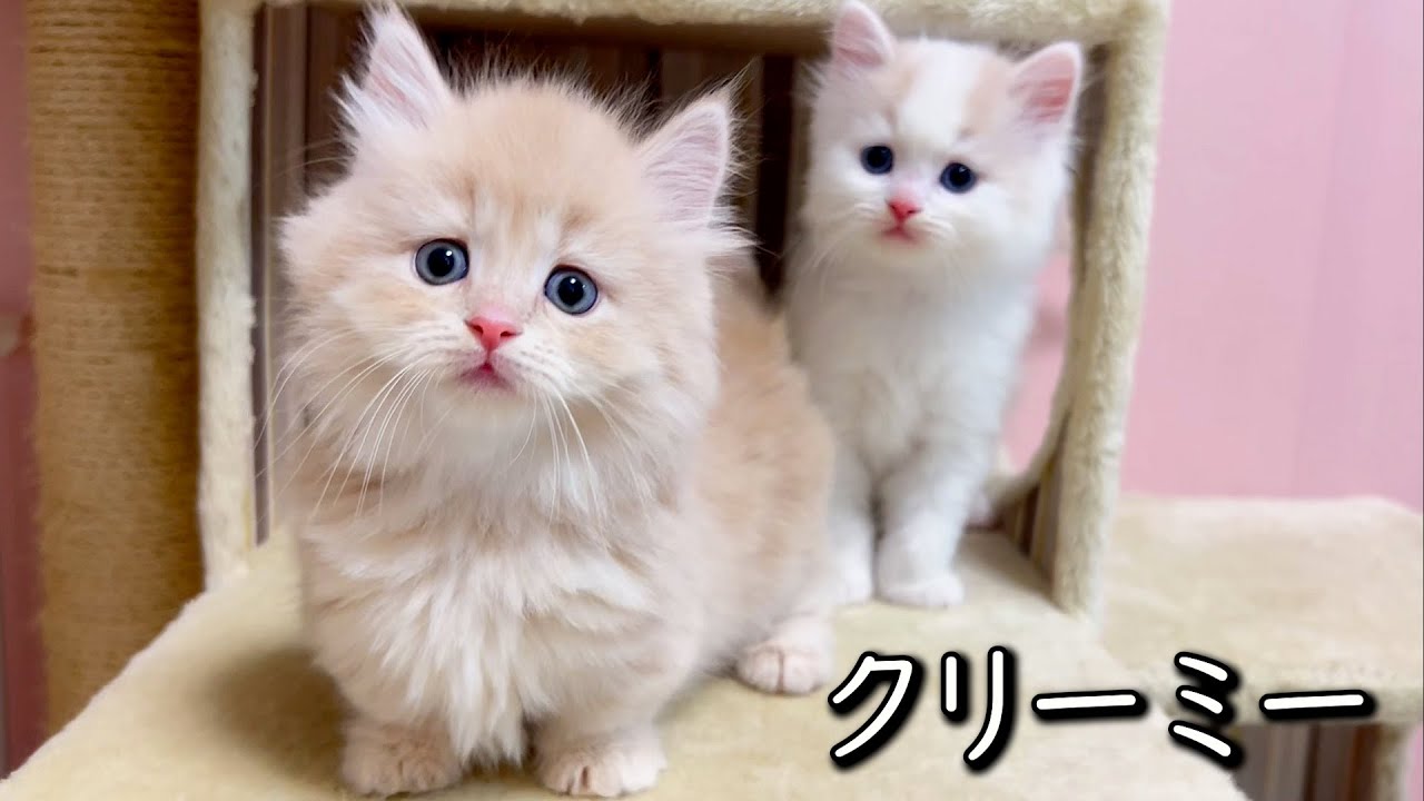 【マンチカンの子猫】クリーミーな子猫達を固めてみた件 ∼猫のいる生活Vol.804~ 出産動画 マンチカン短足・ミヌエット・ペルシャ猫専門ブリーダー『ペット蔵人』【子猫の成長記録】