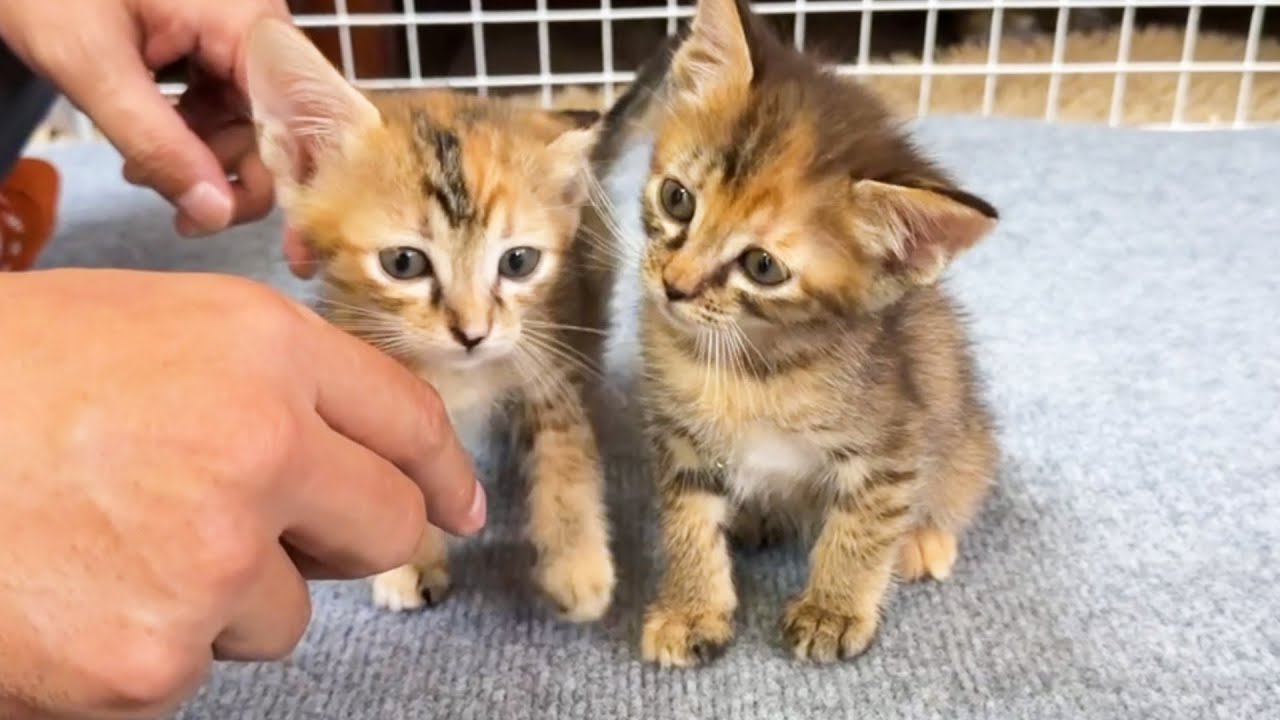 【ご報告】神社に捨てられていた捨て子猫2匹の今後について