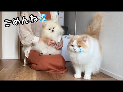 犬をお散歩に連れてくいく間、待ってる猫がとった行動に感動しました！