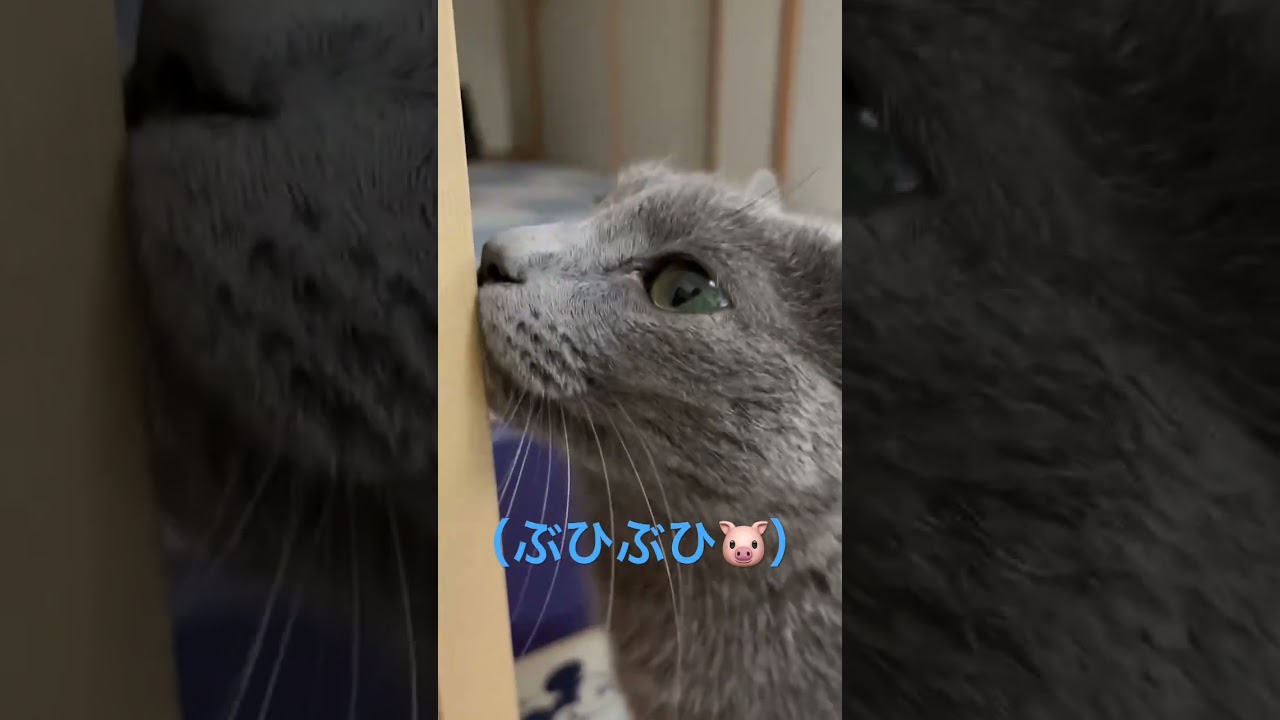 ぶひぶひ💛ご機嫌そらちゃん（ロシアンブルー）#shorts