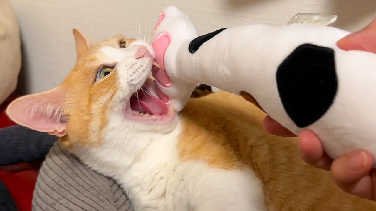 猫のお尻を叩く棒でロビンのほっぺたを叩きまくってみました
