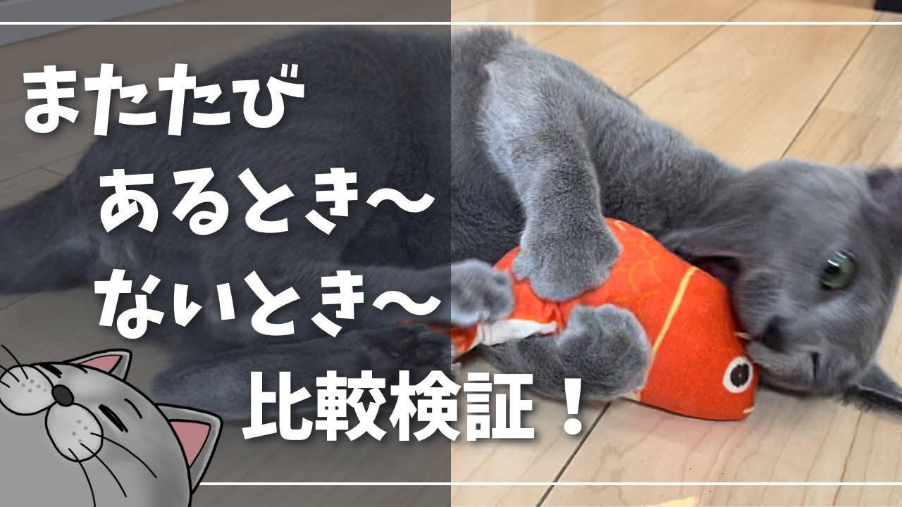 豹変！またたびが大好きな猫はこうなります【ロシアンブルー】