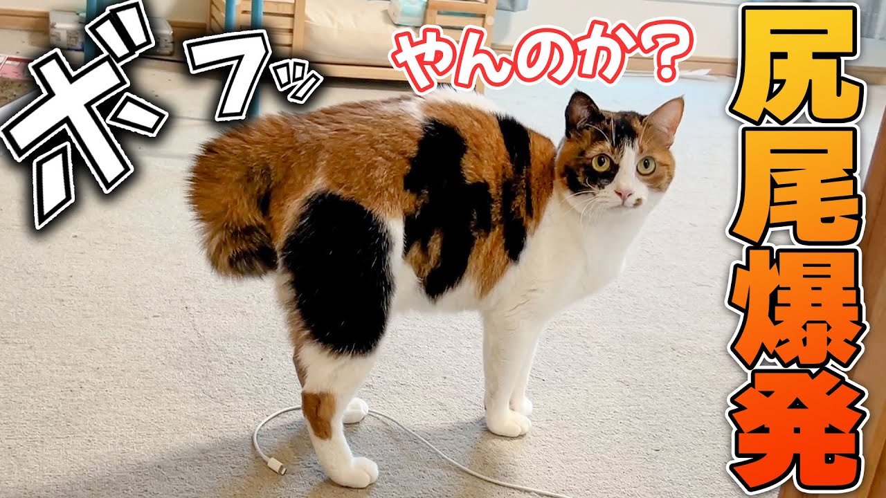 興奮しすぎたメス猫の”短い尻尾”が過去最大級に爆発してしまいましたwww