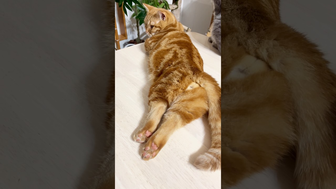 言えないよ... #猫 #マンチカン #shorts