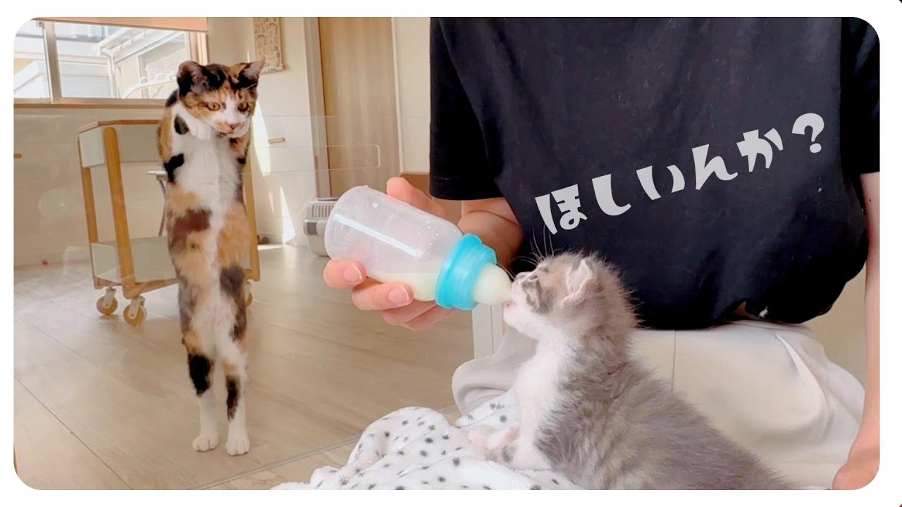 【子猫のミルボラ】ミルクよりも手！要求がすごくて手を貸したら20分以上離れないので哺乳瓶にサッと入替ました【保護猫生活11日目】