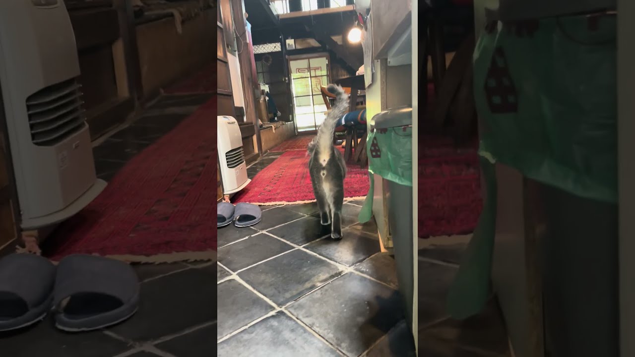 #風の猫　網戸から外を眺め..　早まって帰ってきちゃったかなぁ..　と、踏み台に乗る猫...　　#shorts #さっちゃん