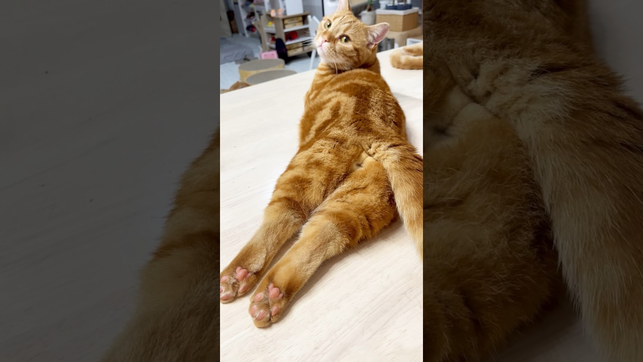 やっぱり... #猫 #マンチカン #shorts