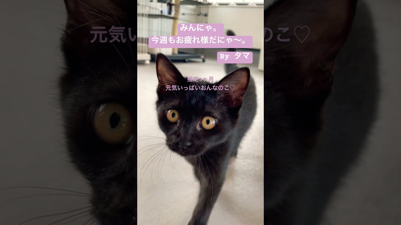 お疲れ様にゃ。#さかがみ家 #保護犬 #保護猫 #坂上忍 #dogs #cats #shorts