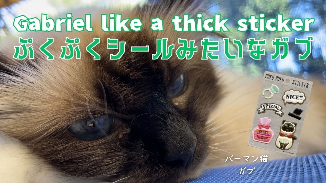 バーマン猫ガブ【ぷくぷくシールみたいなガブ】Gabriel like a thick sticker（バーマン猫）Birman/Cat