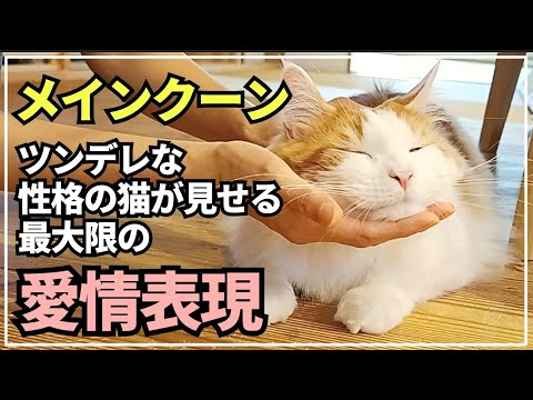 猫の「大好きだよ」まとめ。甘え下手な大型猫の愛情表現【メインクーン】
