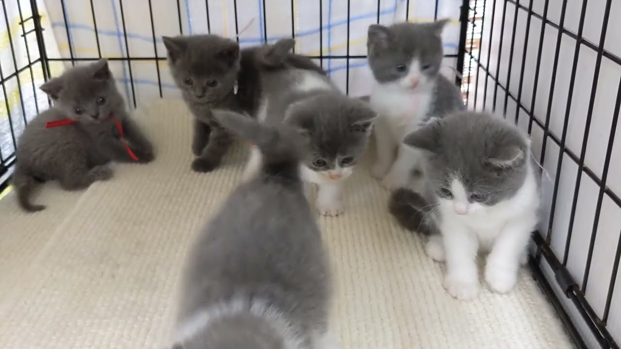 【茨城県のブリーダー　ペットショップスズキ　ブリティッシュショートヘア　子猫販売】詳しくはペットショップスズキＨＰをご覧下さい。https://www.petshop-suzuki.com/