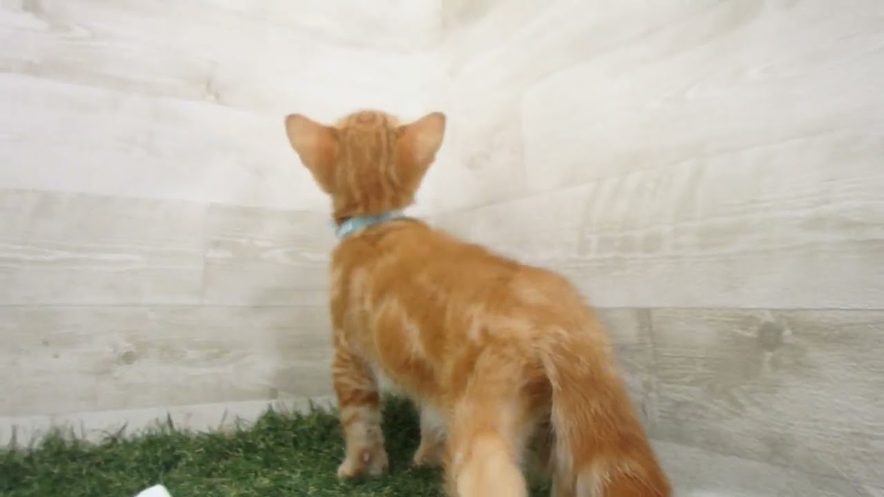 Coo&RIKU　No00648261 アメリカンショートヘアー