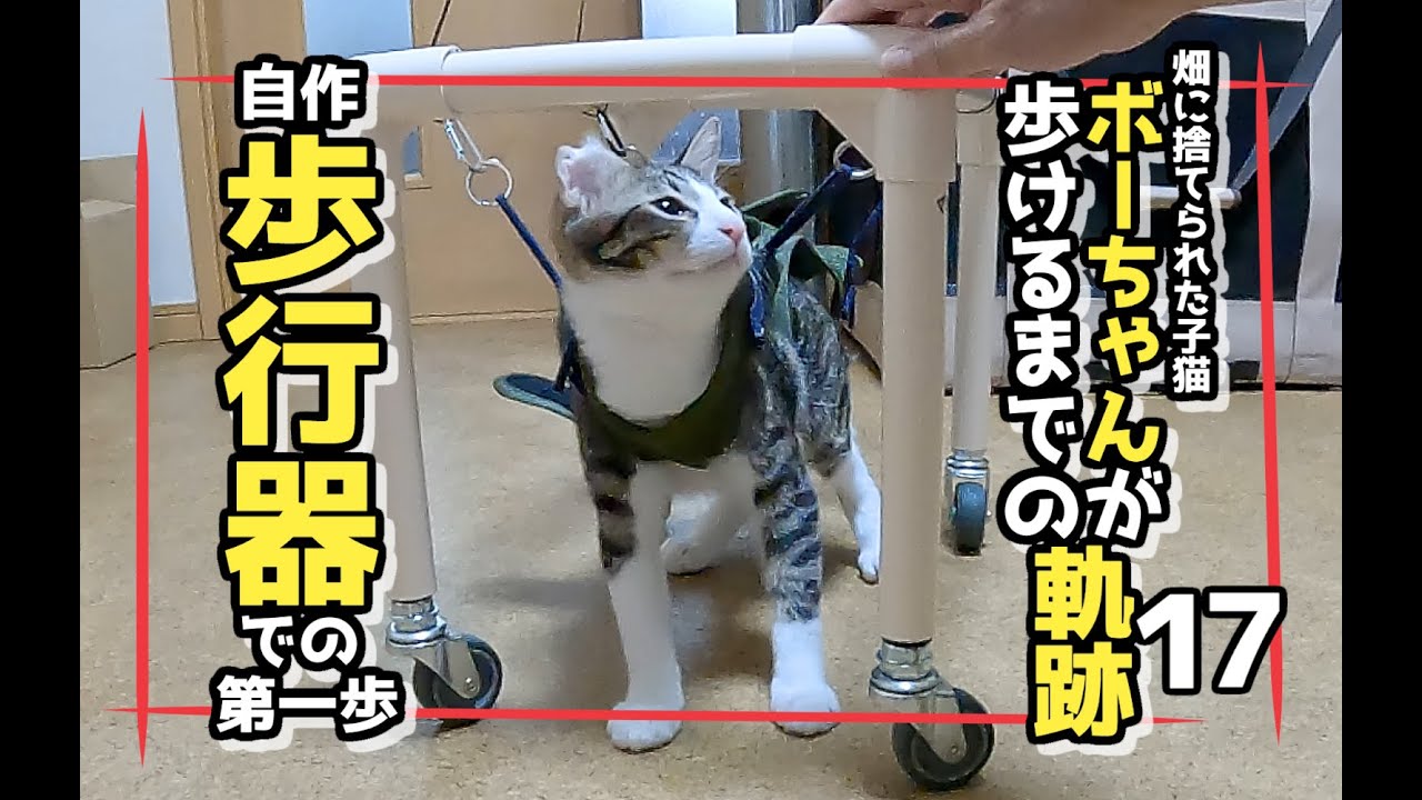【畑に捨てられた子猫のその後】ボーちゃんが歩けるようになるまでの軌跡17ー歩行器による第一歩