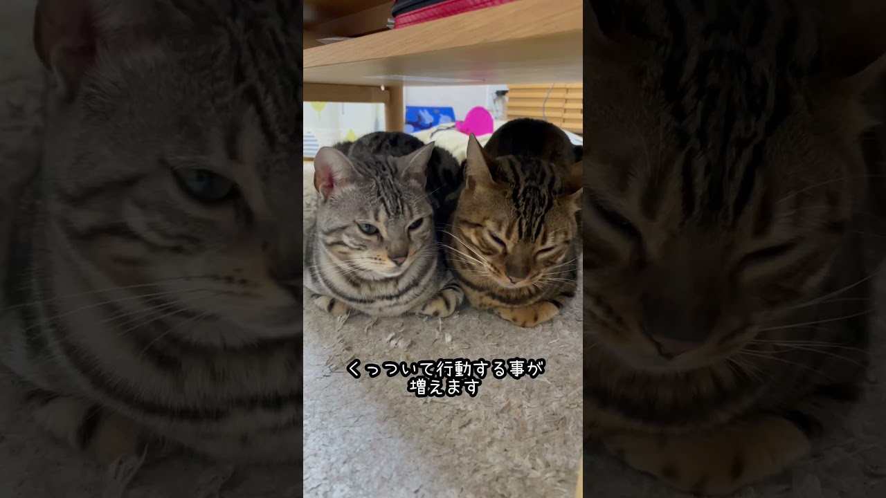 仲良し猫の愛情表現はこちらです😊#shorts