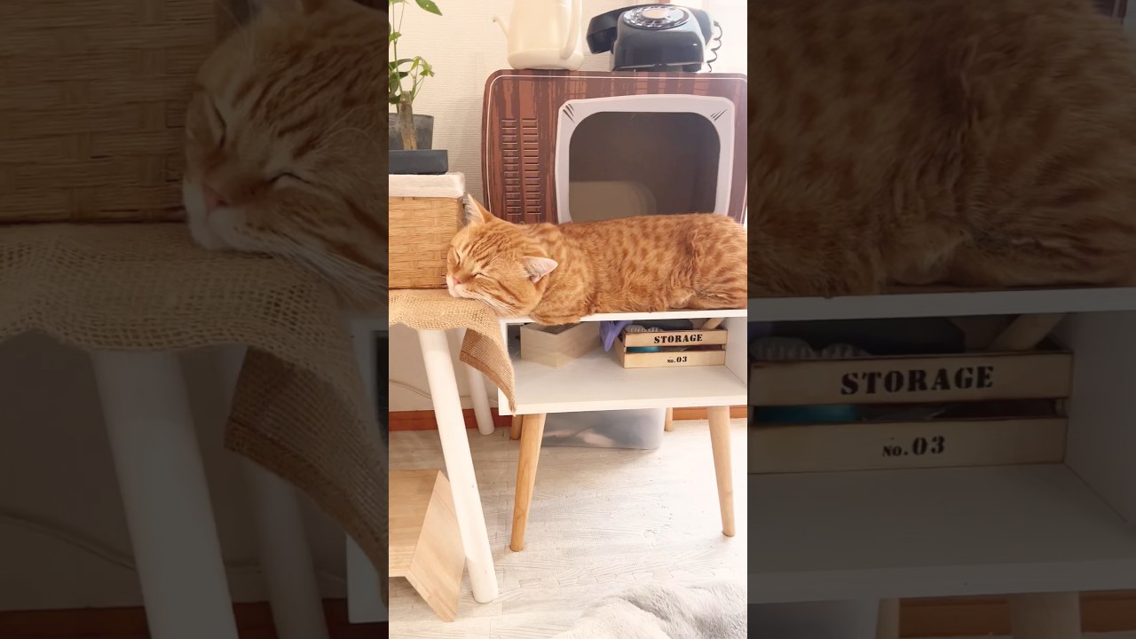 あご乗ってる寝 #猫 #マンチカン #shorts