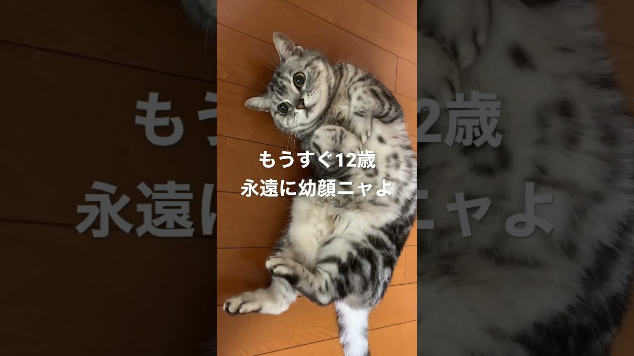 もうすぐ12歳なんて信じられない幼顔のアメショー。 #アメリカンショートヘア