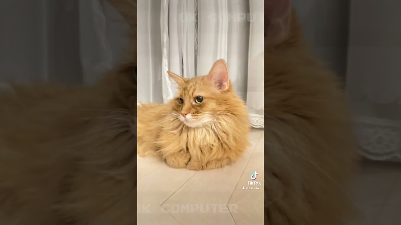 ソマリは賢くて甘えん坊🧡#猫 #ショート動画 #ねこ