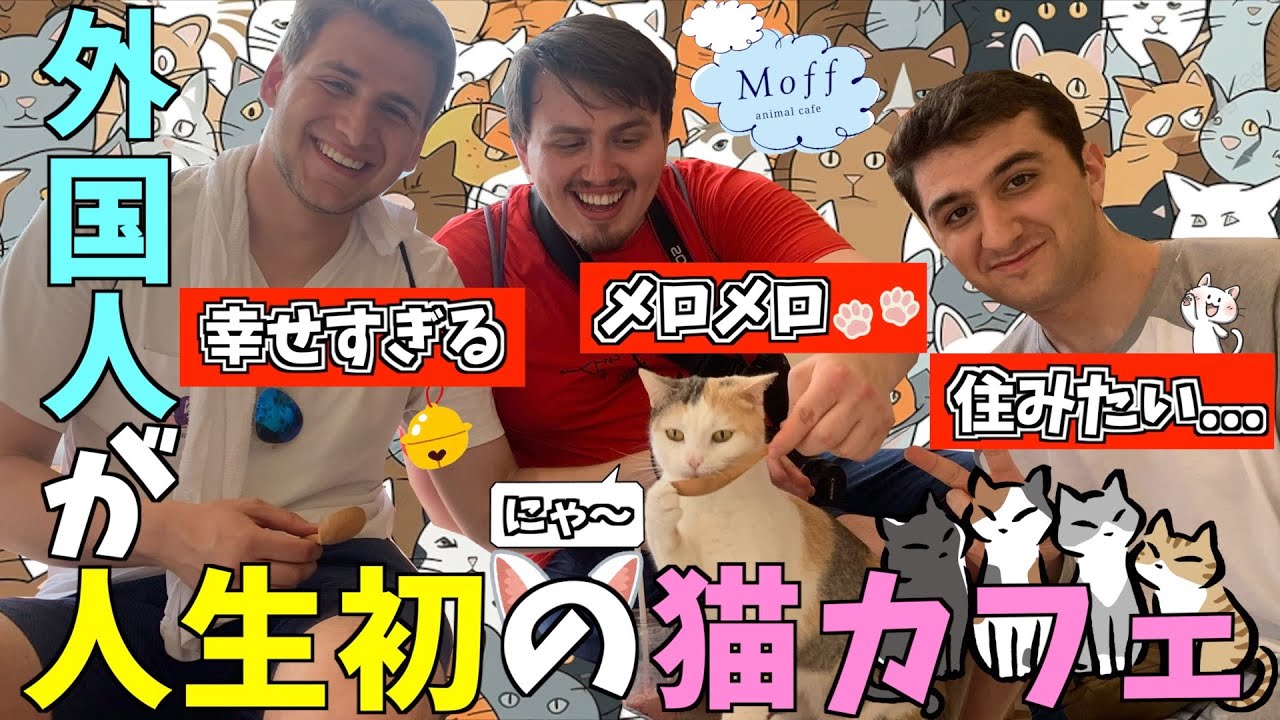 初来日で外国人が猫カフェに大感動！念願の日本はまだ2日目！【海外の反応】