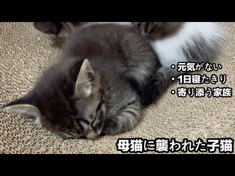 母猫に襲われた子猫が寝たきりになりました