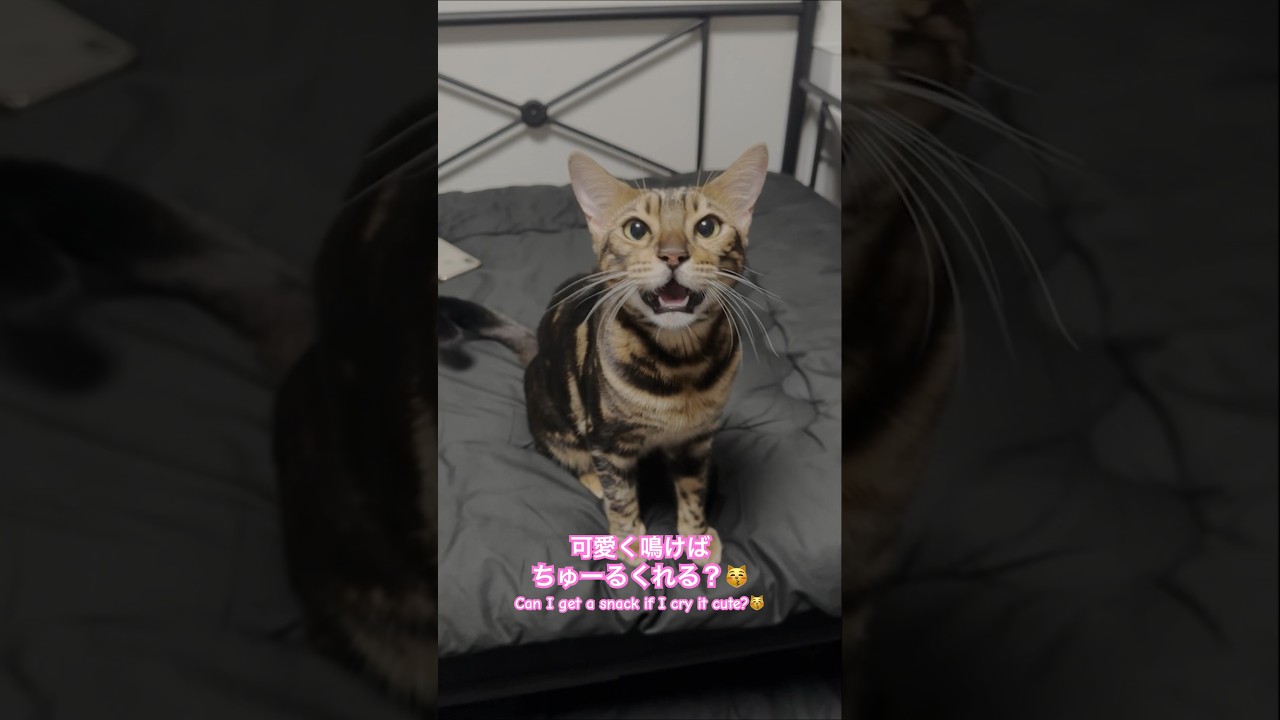 ずっと喋ってる猫が可愛すぎる #shorts #ベンガル #ねこりる