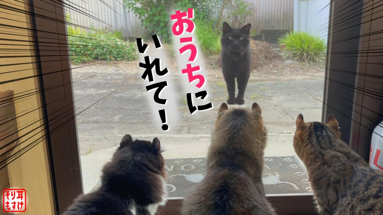 大きな野良猫を生まれて初めて目撃した子猫達がこうなっちゃいました。