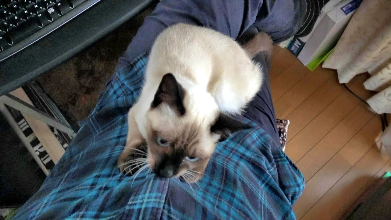 膝の上で上品に毛繕いしてたシャム子猫が急変して顔に飛びついて来た💦