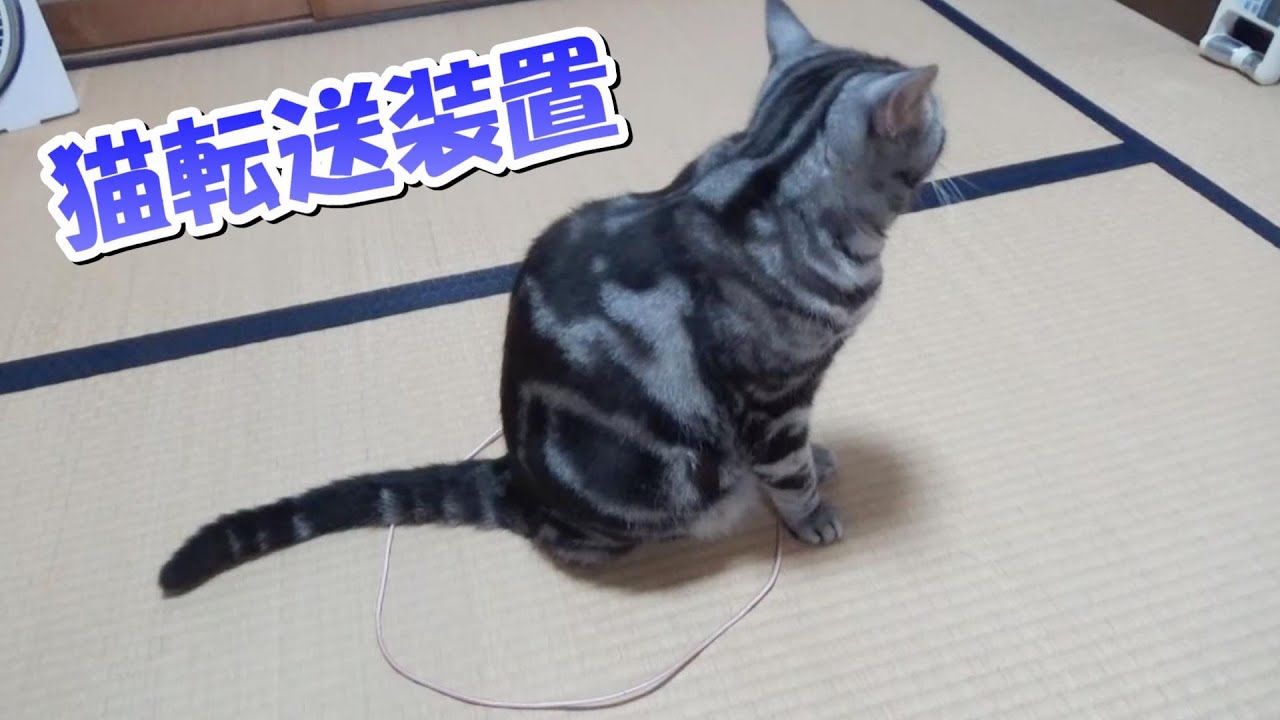 いまさら猫転送装置！（アメリカンショートヘア）