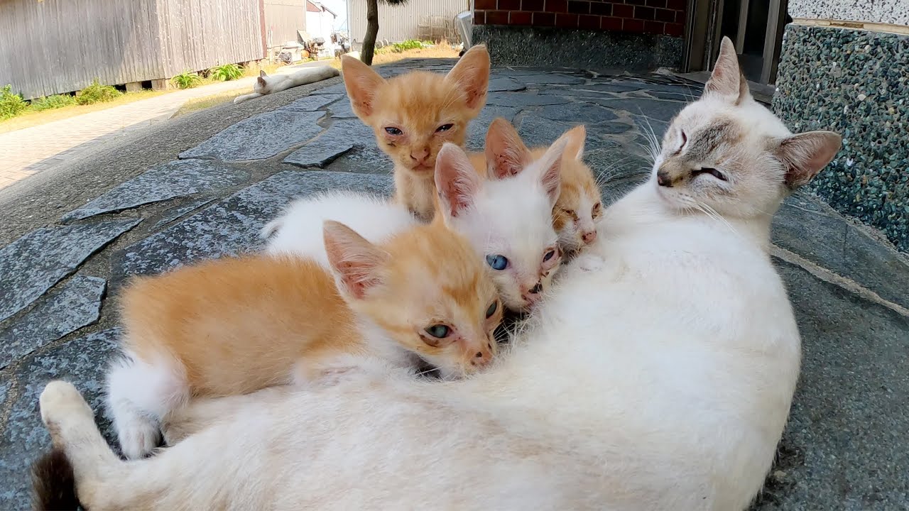 若いシャム猫ママが4匹の子猫ちゃんにミルクを与える