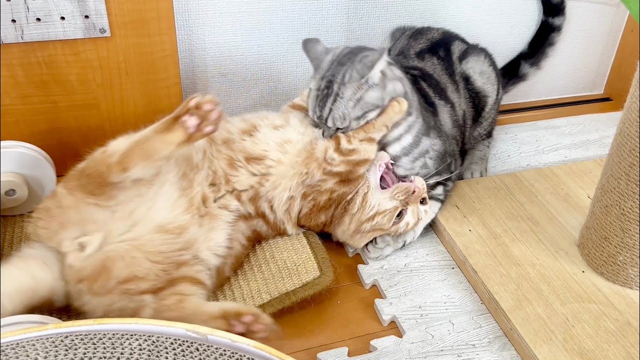みんなに見守られながらにゃんこプロレスしてるちゃーぼーとクロくん #猫 #マンチカン