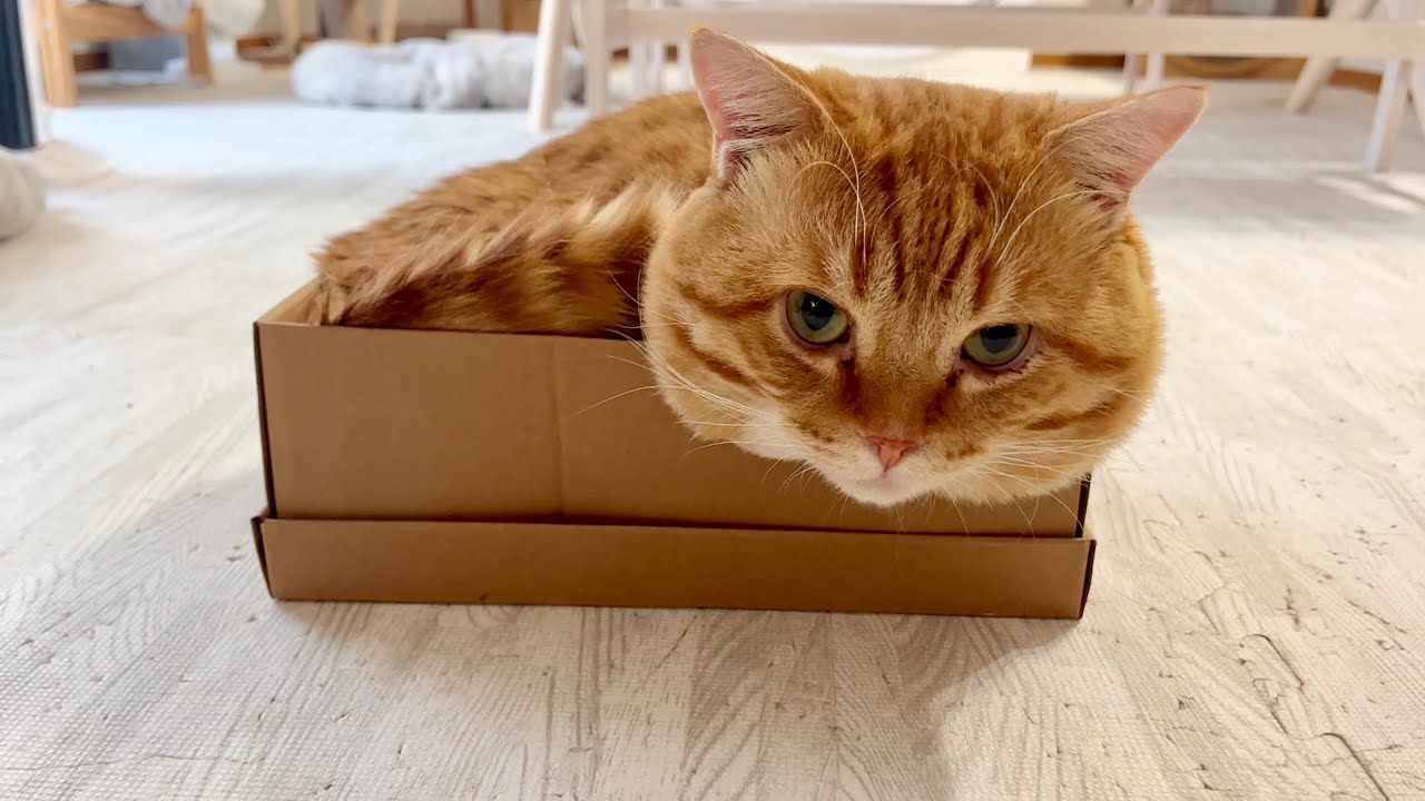 朝、起きたら小さな箱にぽちゃくんが入っていた！ #猫 #マンチカン