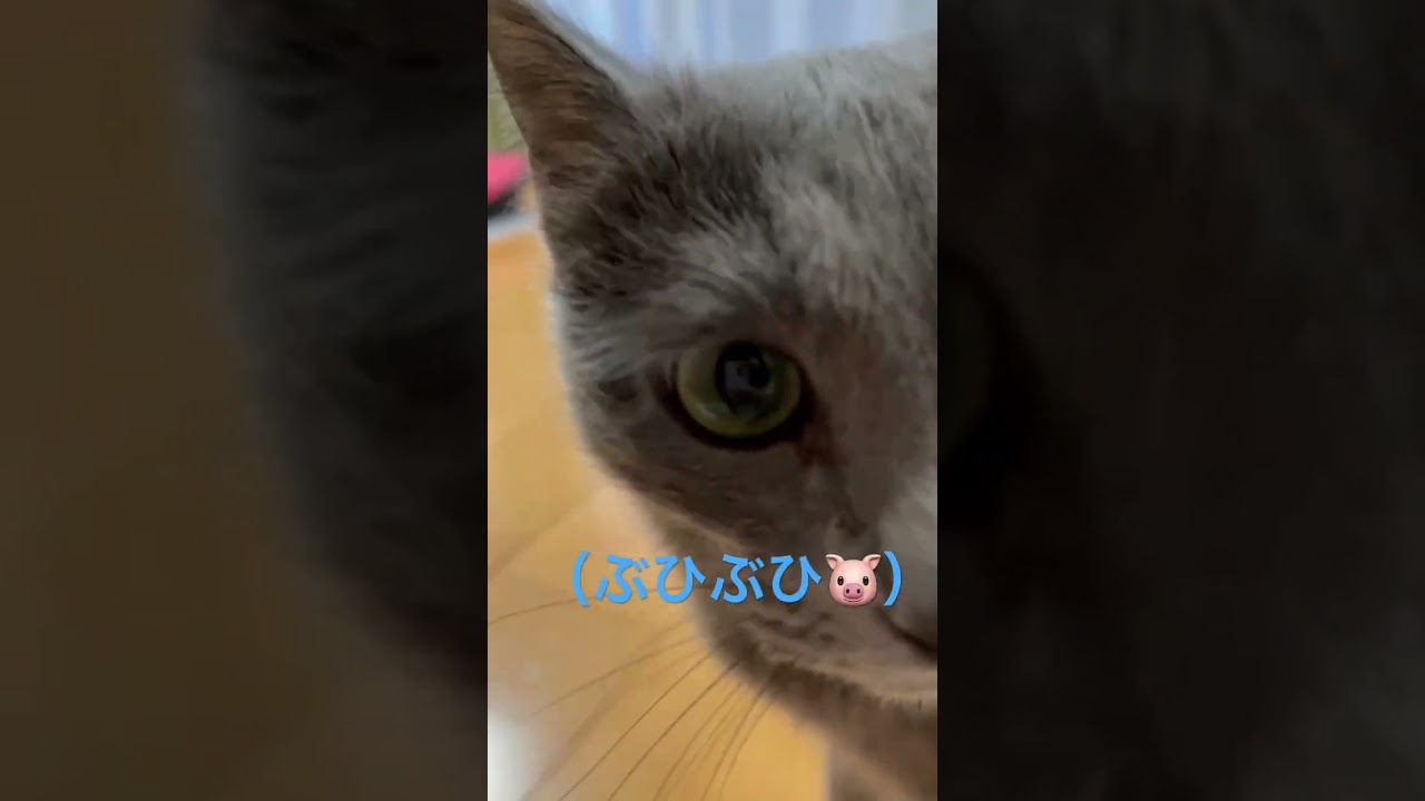 ゴロゴロ😻がブヒブヒ🐷になっちゃう猫（ロシアンブルー）#shorts