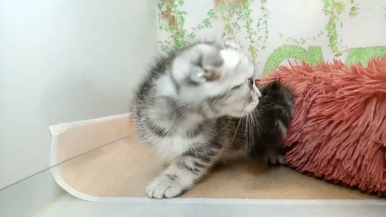 650430 アメリカンカール