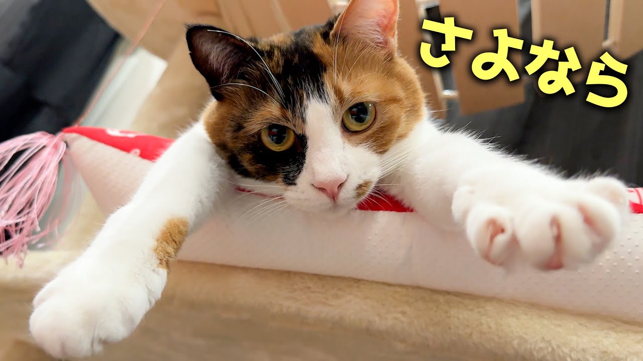ベルちゃんと2年間一緒に過ごしてきた〇〇とついにお別れするときが来ました