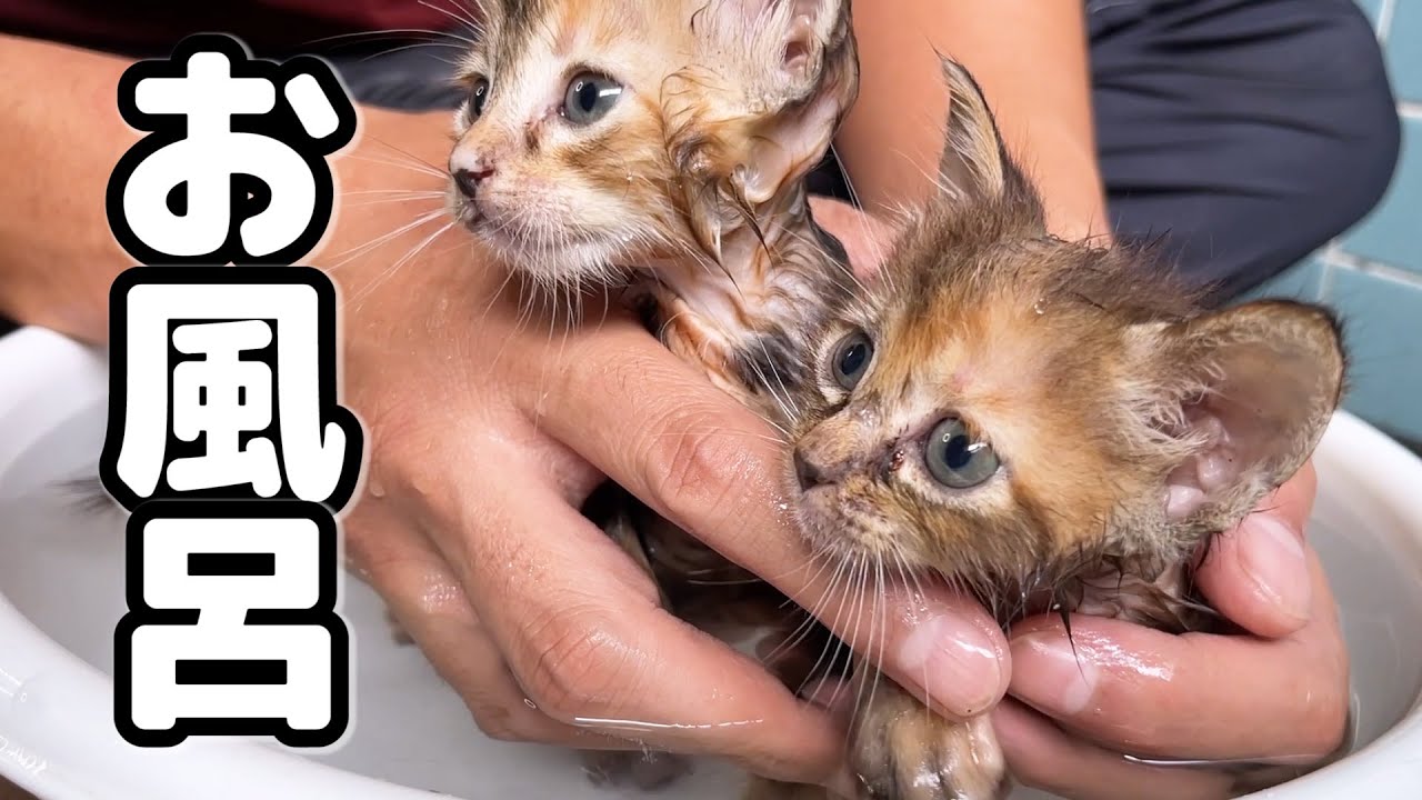 ノミが多かった子猫たちをお風呂に入れてノミを取ります！