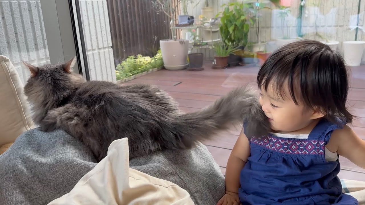 触られポジションに寝転がる猫　ラガマフィンA cat lying in the position of being touched. Ragamuffin.