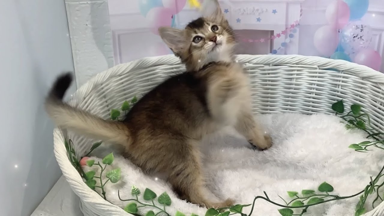 ソマリ♂2308ォ0563