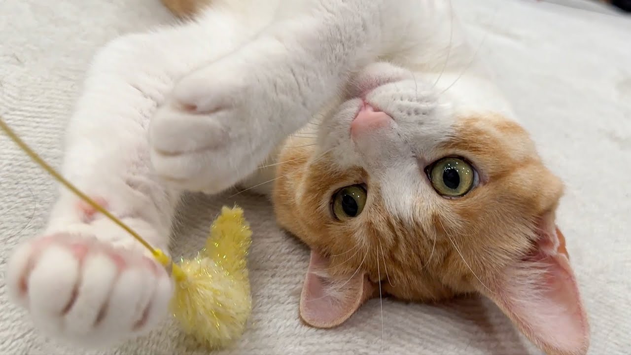 猫たちと遊ぼうと思ったけどあまりにも猫のやる気がない。