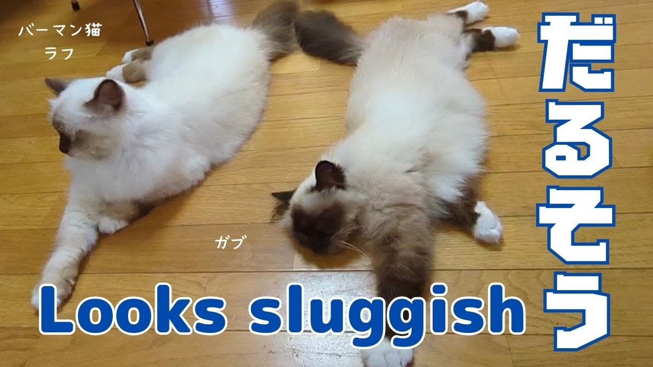 バーマン猫ラフとガブとミカ【だるそう】Looks sluggish（バーマン猫）Birman/Cat