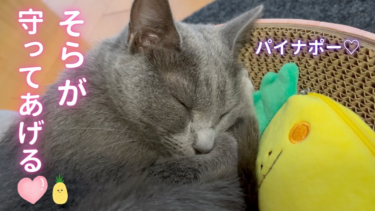 キュン❤️「そらが温めてあげる♡」（ロシアンブルー）