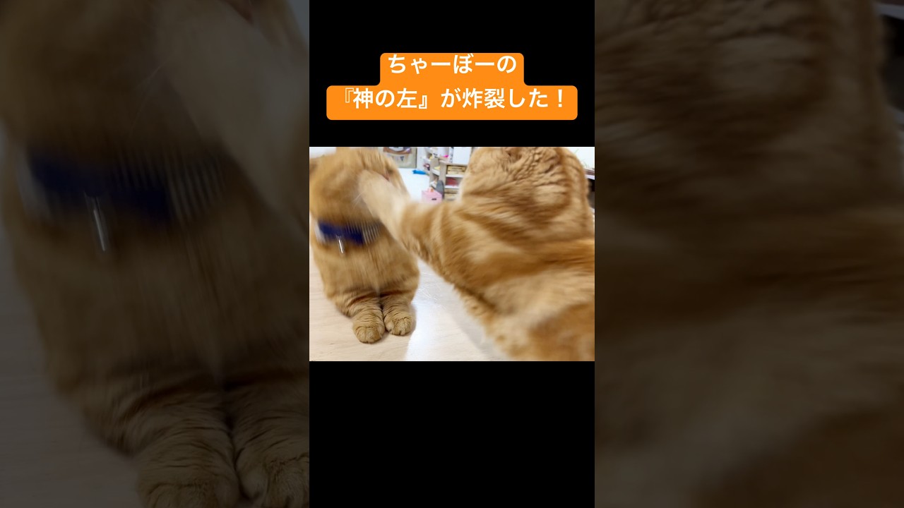 ちゃーぼーの『神の左』が炸裂！？ #猫 #マンチカン #shorts