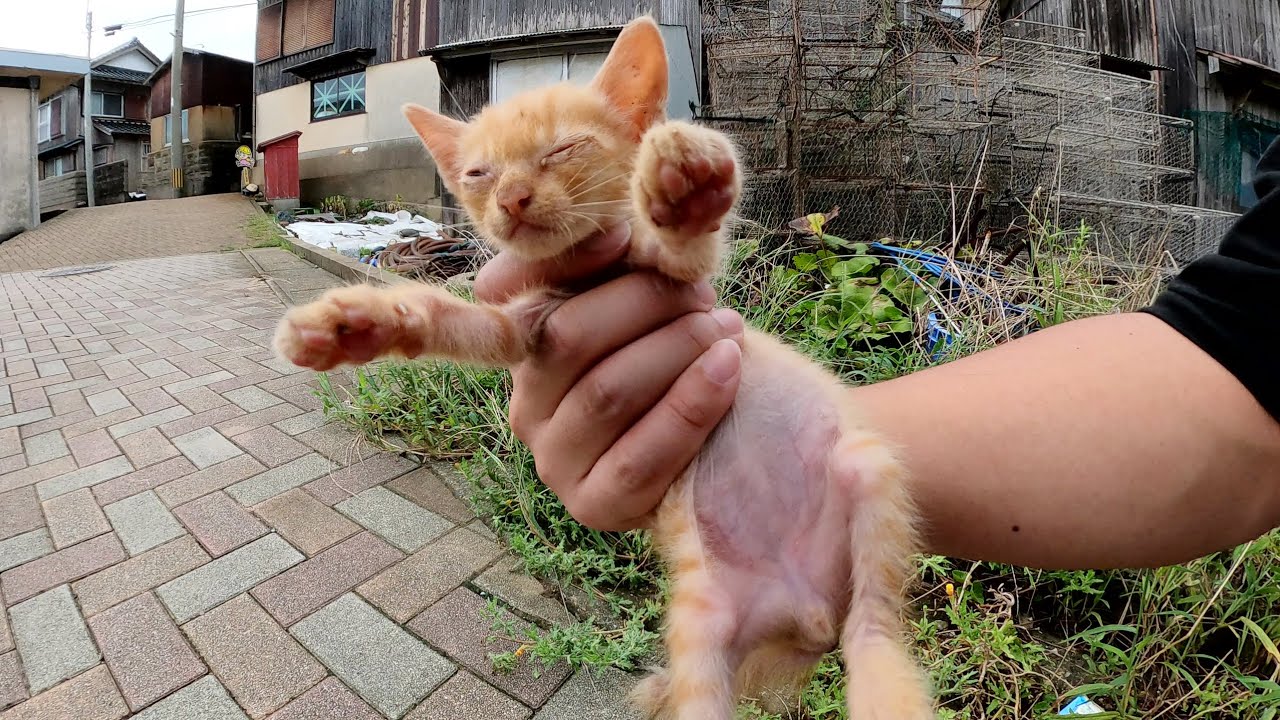 ちっちゃな子猫が道端にいたのでシャム猫ママの所に送り届けた