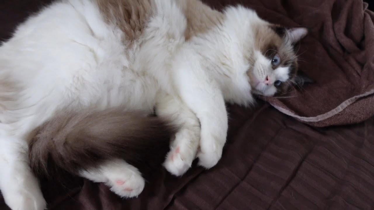 【ラグドール】リラックス中に主にイタズラされてご立腹の猫【猫動画】