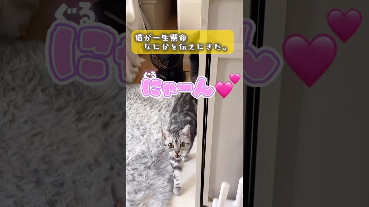 お出迎え猫が一生懸命何かを伝えに来ました💖　　　　#shorts #お喋り #喋る猫 #猫動画 #アメリカンショートヘア #お出迎え猫
